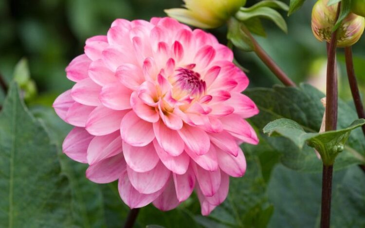 What Colors Do Dahlia Flowers Come In?