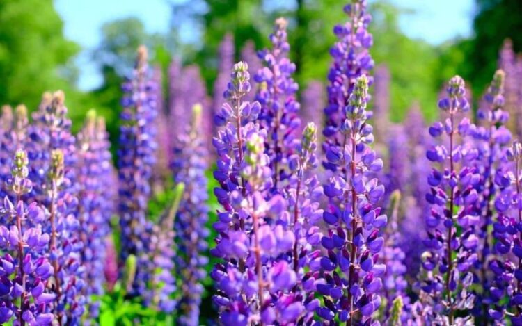 Can You Grow Lupins From The Seed Pods?
