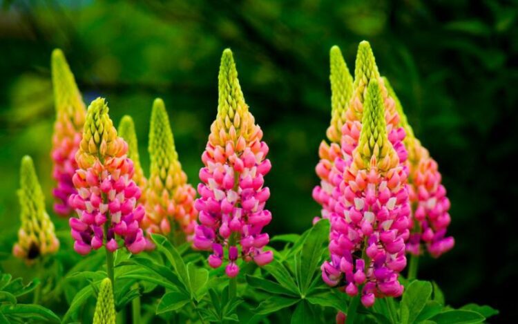 How Long Do Lupins Last?