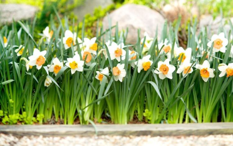 How Do Daffodils Spread?
