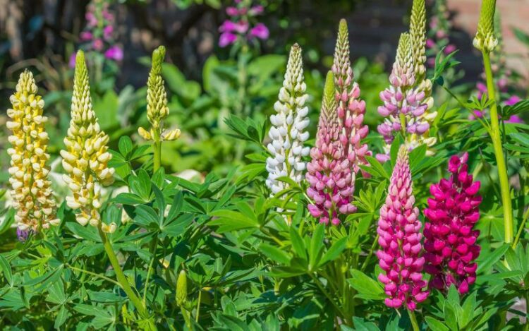 What to Do With Lupins After Flowering?