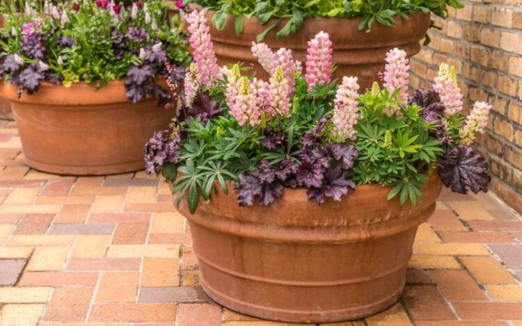 Can Lupins Be Grown in Pots