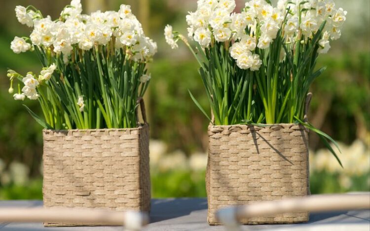 How Long Do Daffodils Last in a Vase?