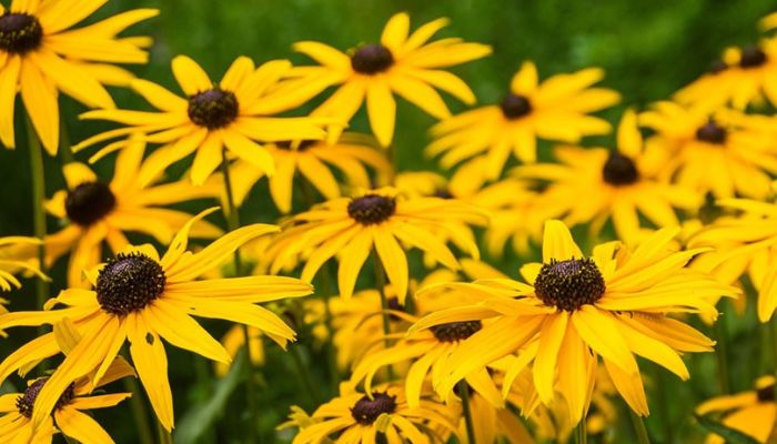 When Does Rudbeckia Flower