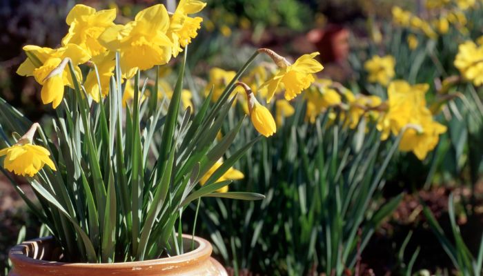 When to Plant Daffodils