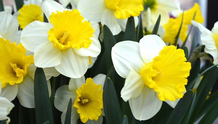 Can I Lift Daffodils After Flowering