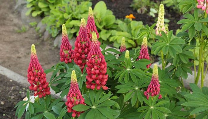 Can Lupins Be Moved